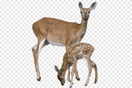 Косуля на белом фоне