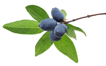 Жимолость куст