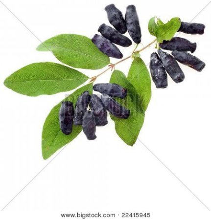 Жимолость кустарник