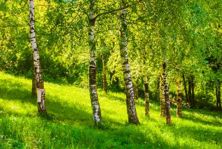 Разноцветные березы
