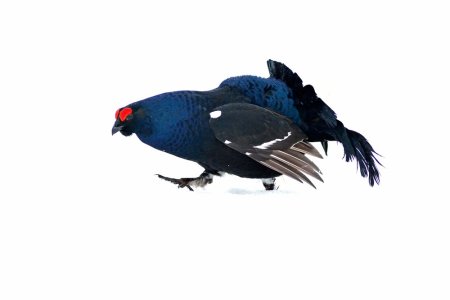 Тетерев на белом фоне