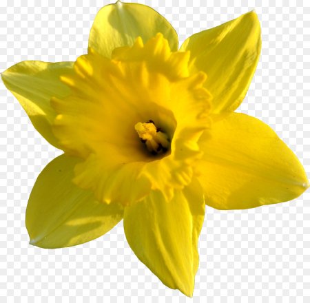 Daffodil Flower символ
