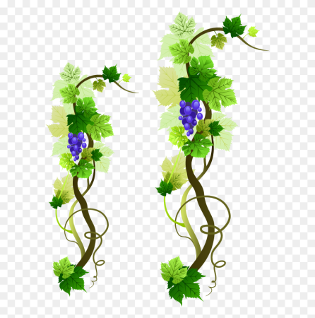 Vine лоза
