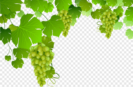 Ветка виноградной лозы