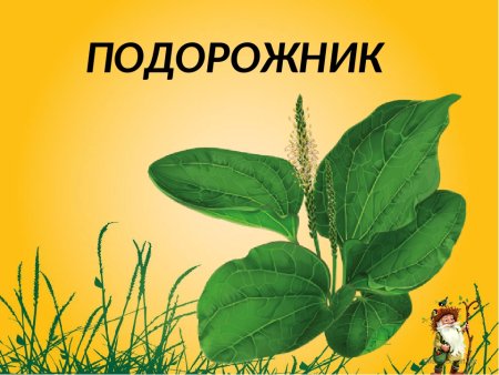 Лекарственные растения для дошкольников