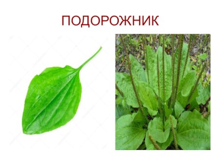 Подорожник многосемянный