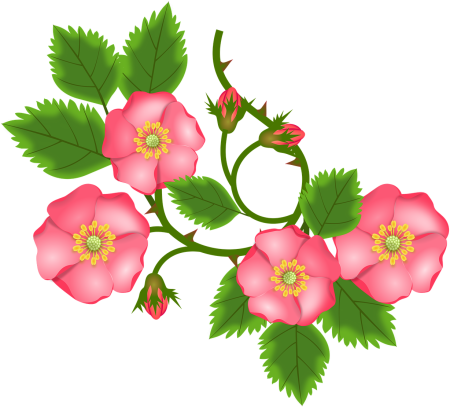 Шиповник цветы