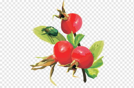 Шиповник без фона
