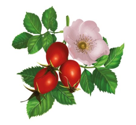 Шиповник куст