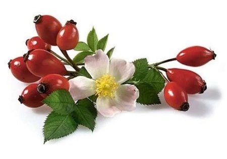Шиповник без фона