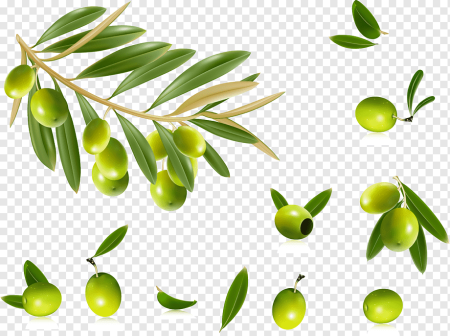Оливковая веточка