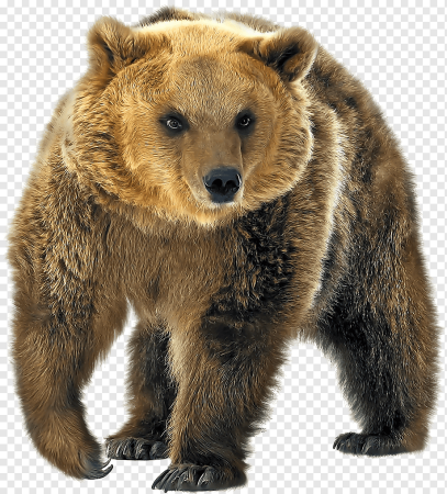 Медведь на белом фоне