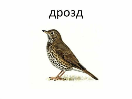 Дрозд для детей
