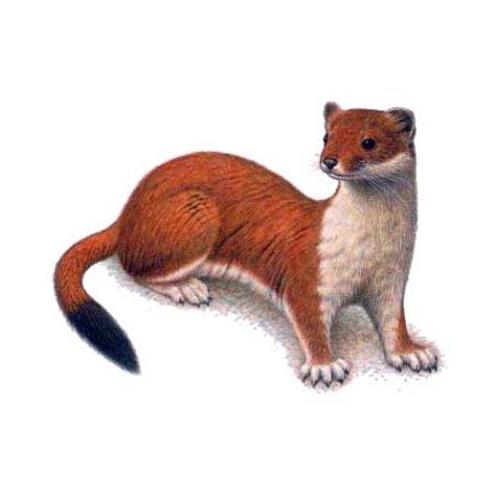 Ласка рисунок