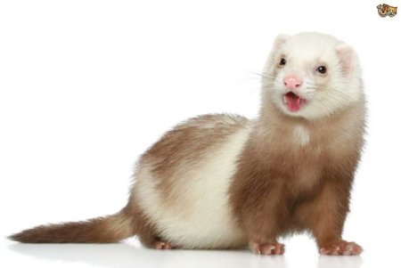 Mustela nivalis