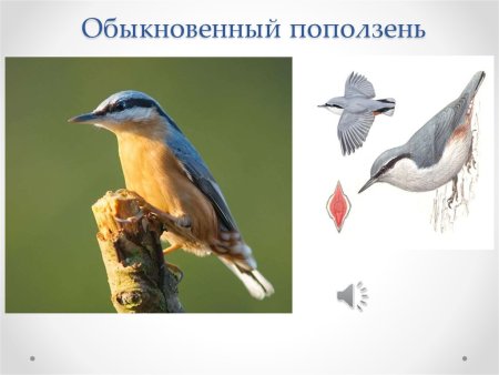 Евразийский поползень