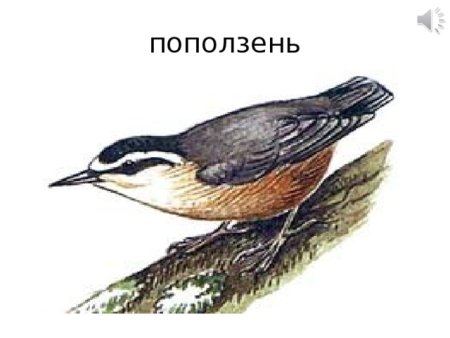 Поползень без фона