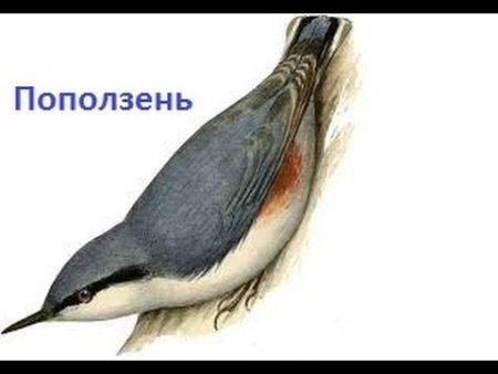 Поползень птица на белом фоне