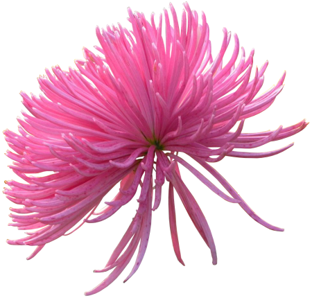 Розовые хризантемы на белом фоне