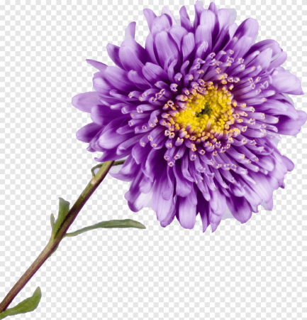Хризантема Irisa Lilac