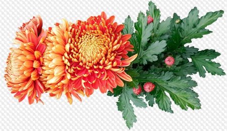 Листва хризантемы