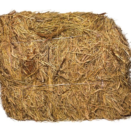 Сено для детей