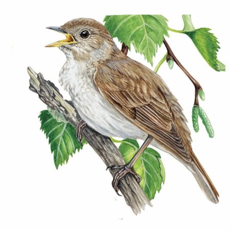 Соловей иллюстрация