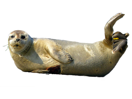 Клипарт тюлень (49 фото)