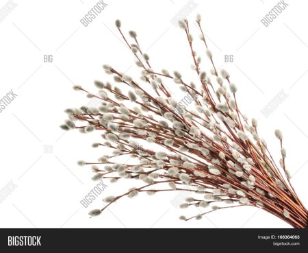 Willow Twigs