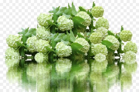 Гортензия метельчатая куст PNG