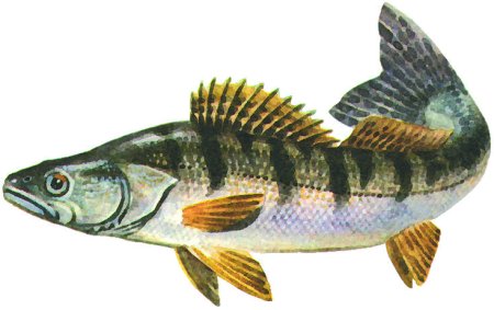 Судак рыба мультяшная