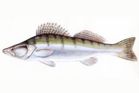 Судак (Stizostedion lucioperca)