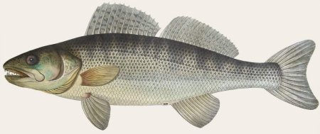 Stizostedion lucioperca