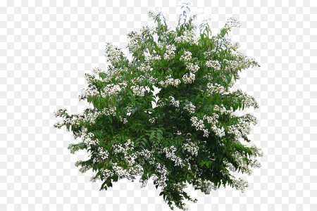 Спирея Вангутта на белом фоне