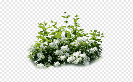 Чубушник сверху
