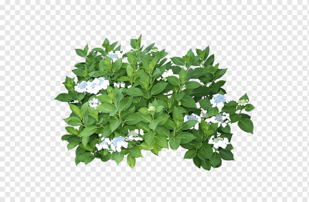 Чубушник вектор