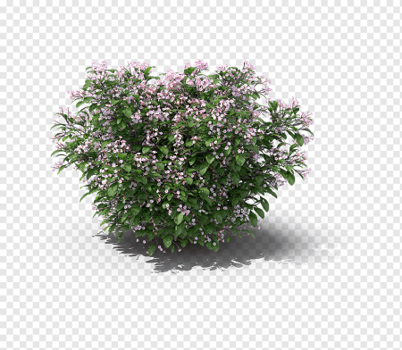 Спирея ПГН