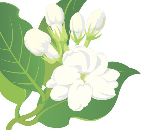 Цветы жасмина мультяшные