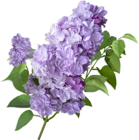 Сирень референс