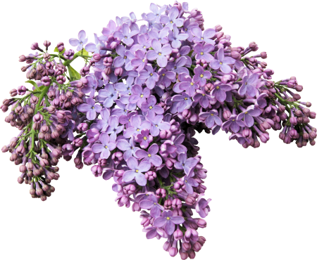 Ветка сирени