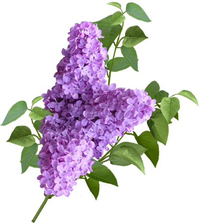 Ветка сирени