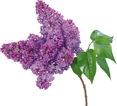 Кусты ветки сирени