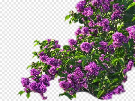 Сирень кусты ПСД