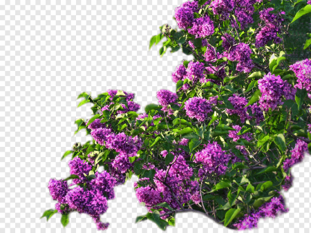Кусты ветки сирени