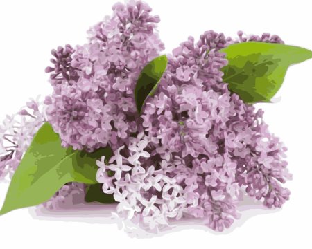 Букет сирени