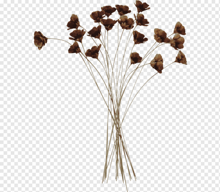 Сухие цветы на прозрачном фоне