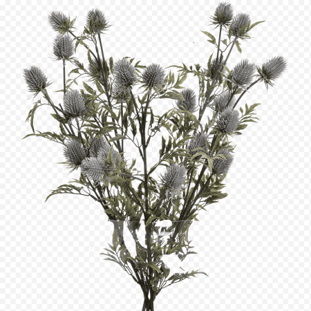 Синеголовник белый