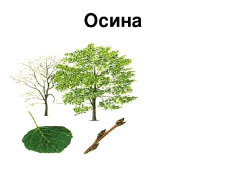Осина для дошкольников