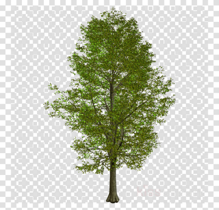 Деревья для фотошопа на прозрачном фоне