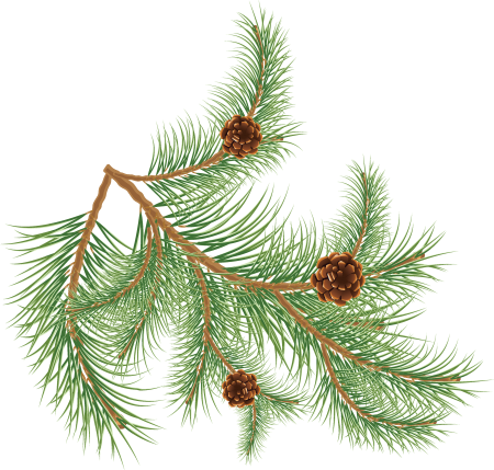 Pínus palústris шишка